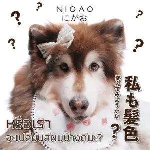 ภาพประกอบการโฆษณาผลิตภัณฑ์ครีมเปลี่ยนสีผม