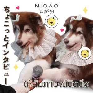 ภาพประกอบการโฆษณาผลิตภัณฑ์ครีมเปลี่ยนสีผม