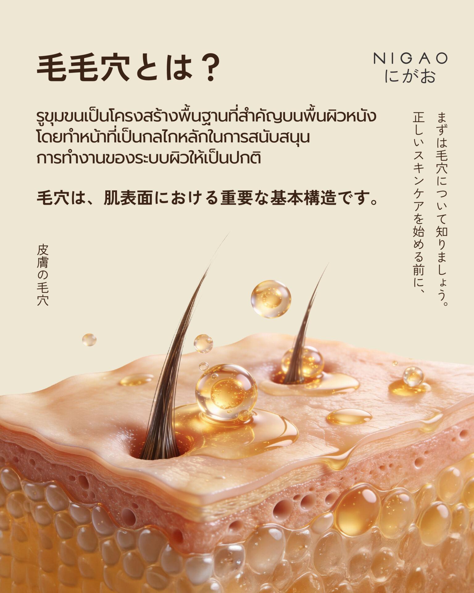 อินโฟกราฟิกอธิบายหน้าที่ของรูขุมขนในผิวหนัง