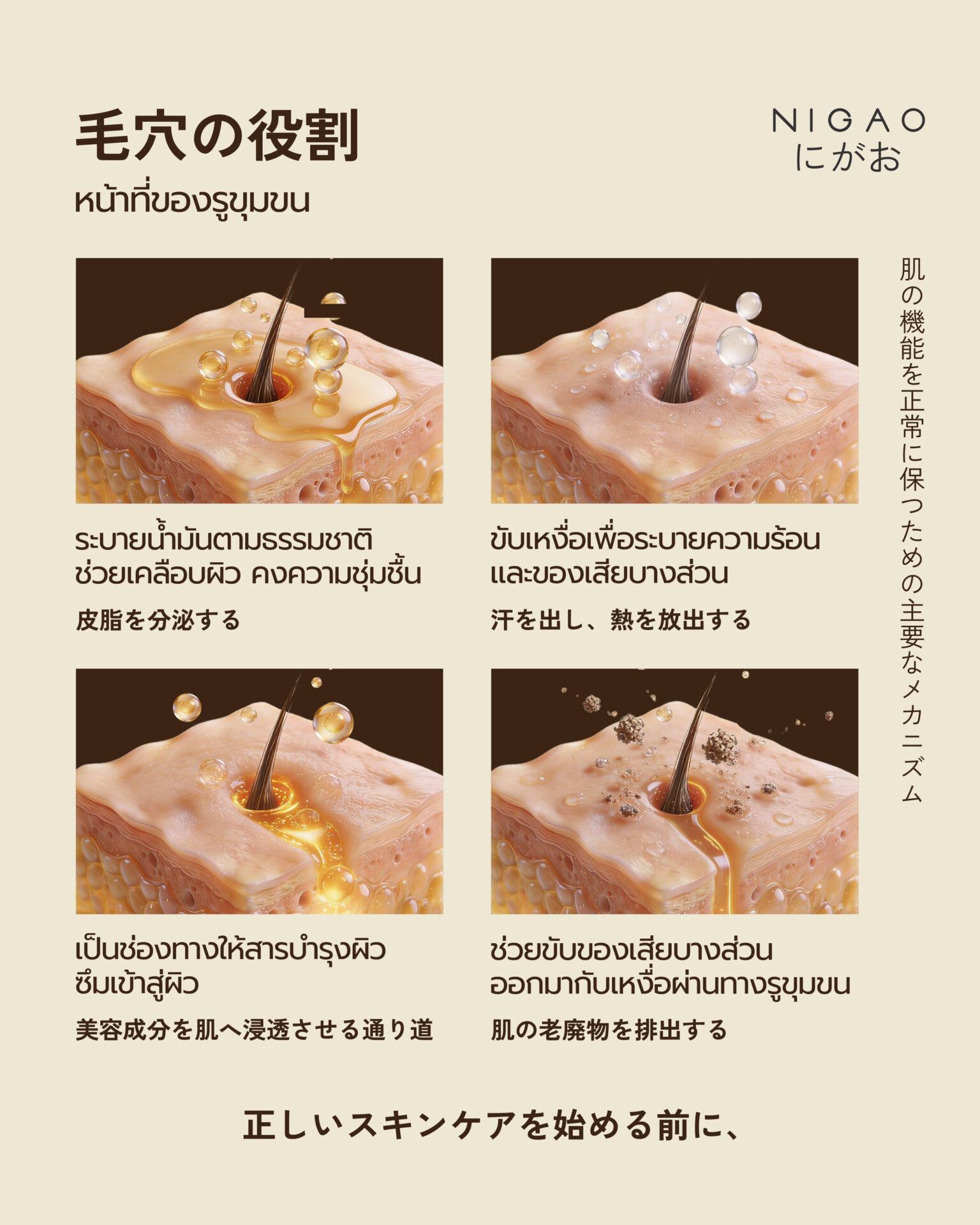 อินโฟกราฟิกอธิบายหน้าที่ของรูขุมขนในผิวหนัง