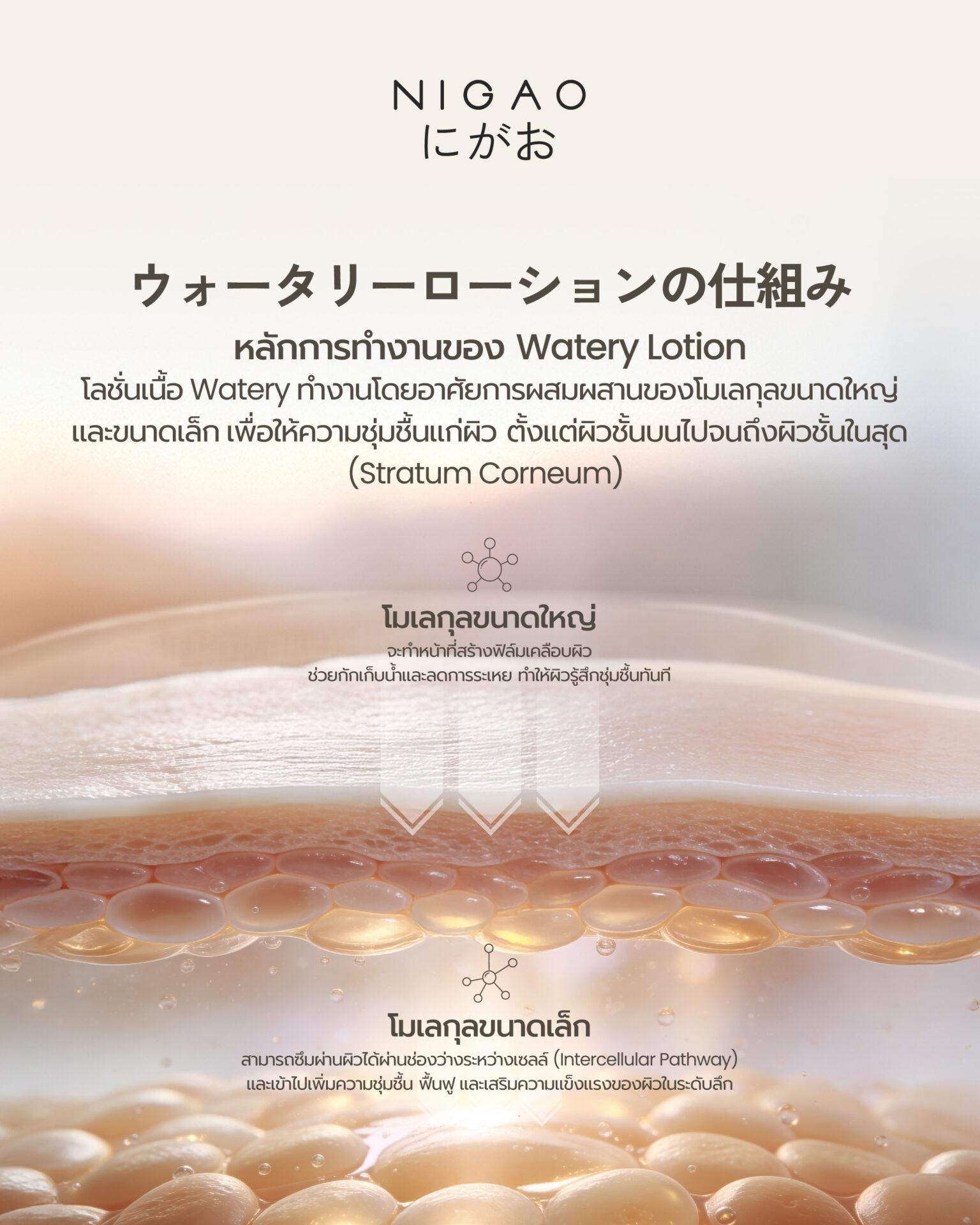 การทำงานของ Watery Body Lotion โลชั่นบางเบา ซึมไว