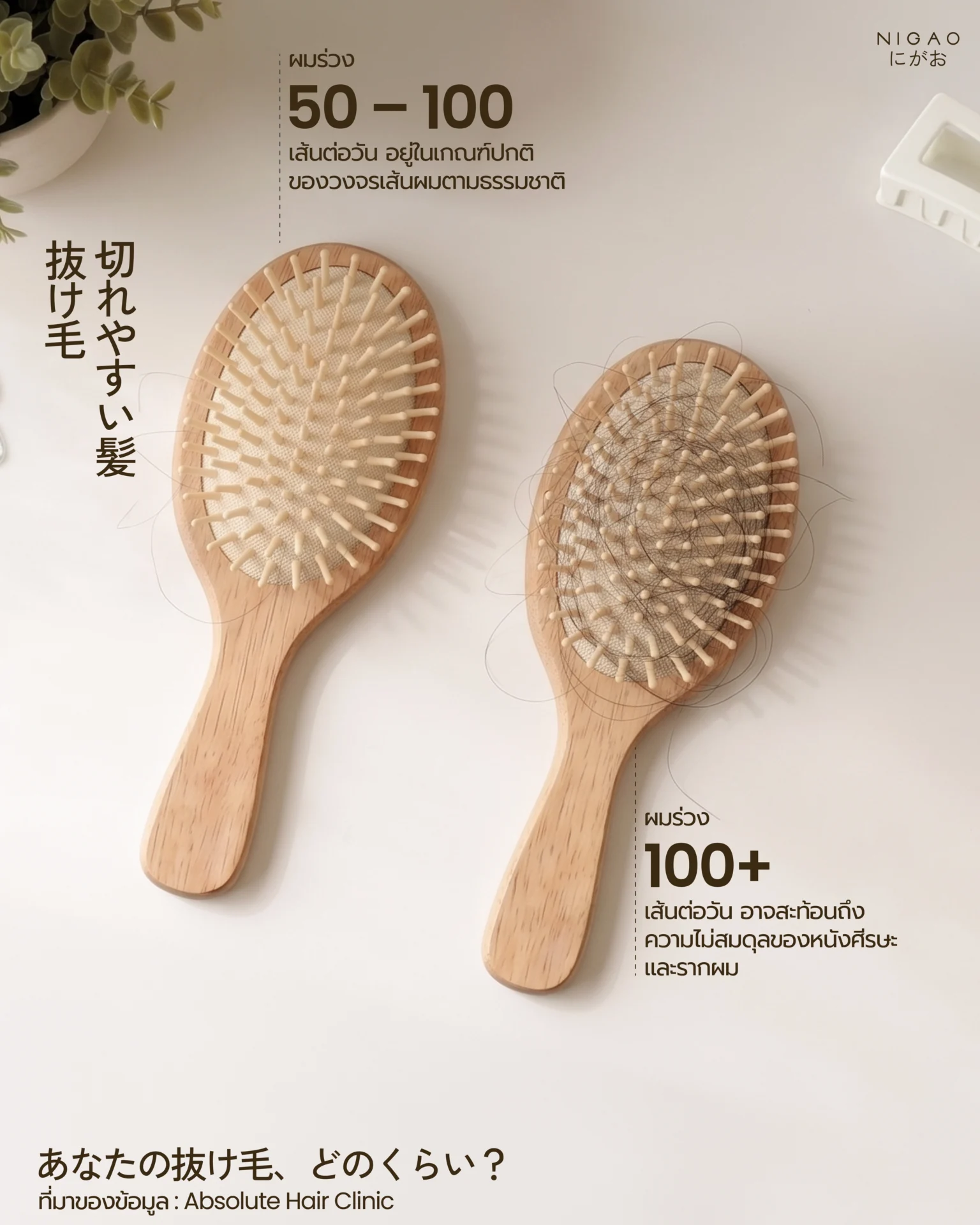 NIGAO Anti Hair Loss ดูแลผมร่วงด้วยสมุนไพรธรรมชาติ